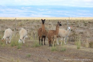 Altiplano Argentino