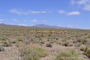 Província de Salta - Argentina